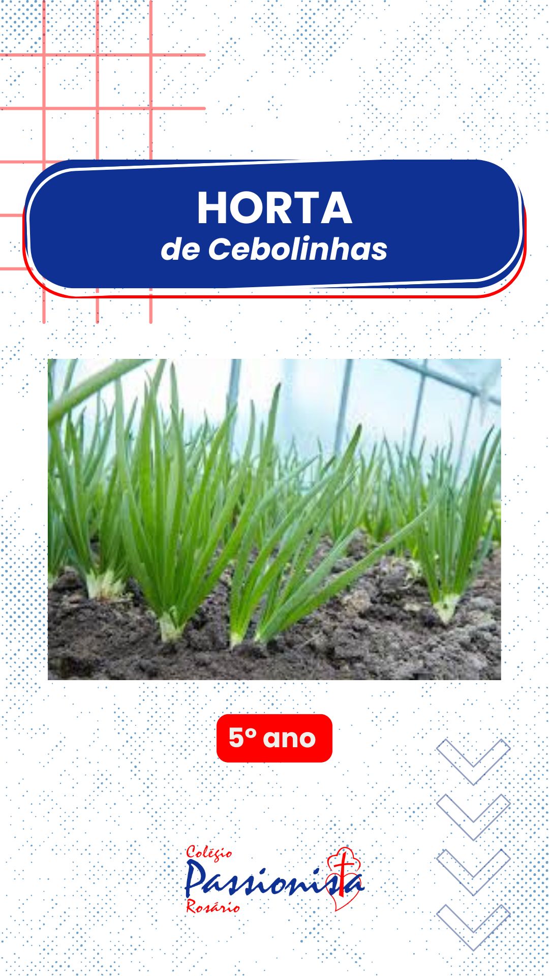 Horta de Cebolinhas: cultivando valores e conhecimento - 5 ano Nossa Senhora do Rosrio